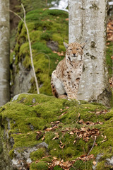 Luchs (lynx lynx)