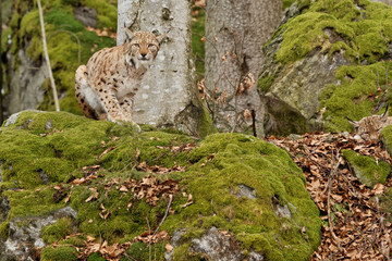 Luchs (lynx lynx)