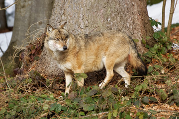 Fototapeta premium Wolf ( canis lupus )