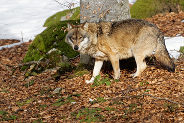 Wolf ( canis lupus )