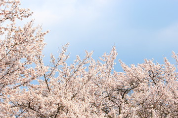 満開のソメイヨシノと青空