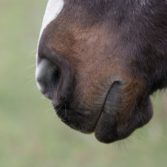 Fototapeta premium Horse nose