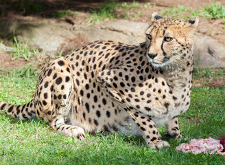 cheetah
