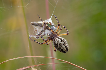 Hunting Spider