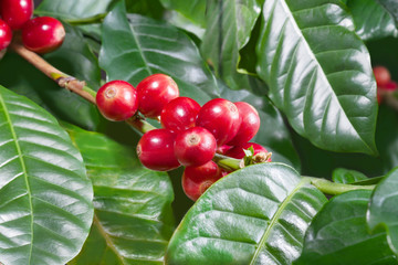 Coffee tree branch filled with red cherries