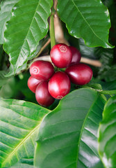 Coffee tree filled with red cherries.
