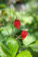 Wild strawberries close up