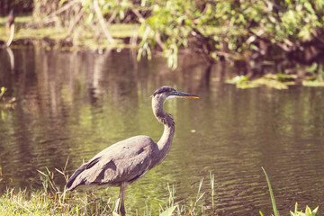 Heron