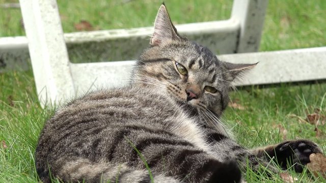 Getigerte Katze am putzen auf der Wiese