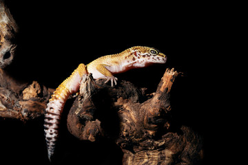Leopard gecko