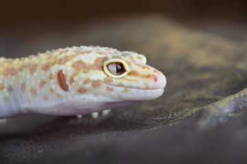 Leopard Gecko