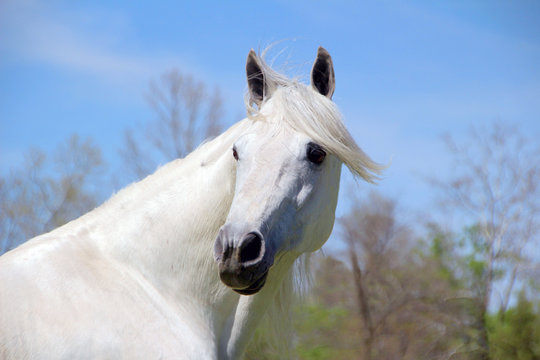 White stallion head close up