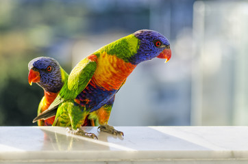 Australian Rainbow Lorikeet