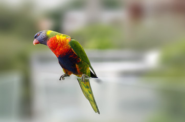 Australian Rainbow Lorikeet