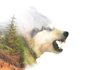 Angry dog. Double exposure