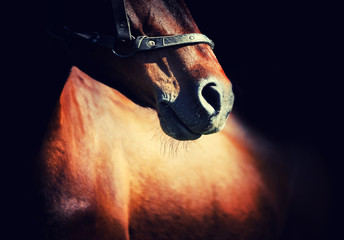 Horse
