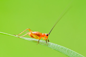 Grasshopper