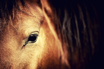 Eye horse