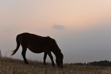 Fototapeta na wymiar 丘の上の馬