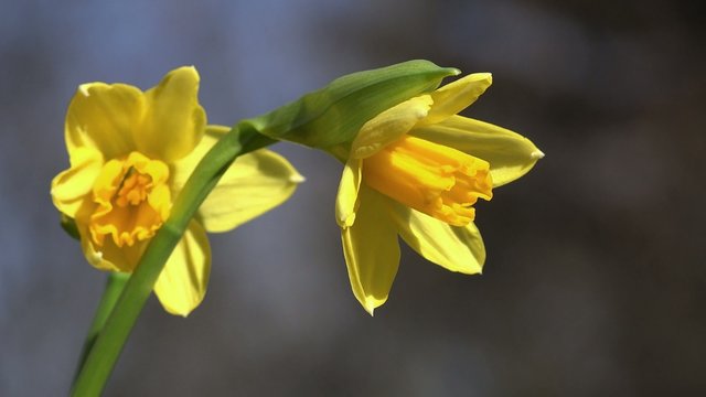 Gelbe Osterglocken in der Natur