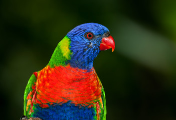 australian lorikeet