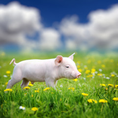 Young pig on a green grass