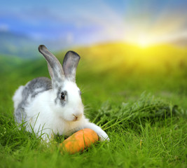 Rabbit