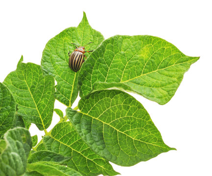 "Potato Bug" Images – Browse 12,085 Stock Photos, Vectors, and Video