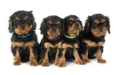 puppies cavalier king charles © cynoclub