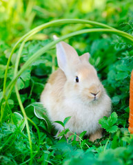 Fototapeta premium Little rabbit on green grass