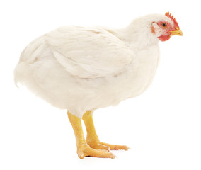 white hen