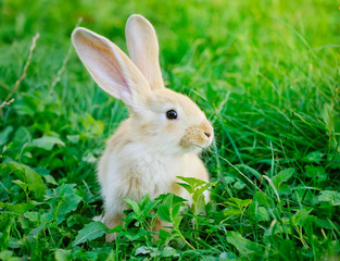 Little rabbit on green grass