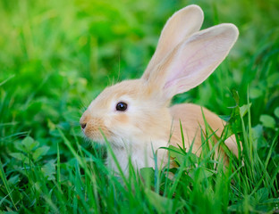 Little rabbit on green grass