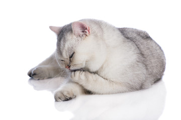 adorable kitten washing his paw