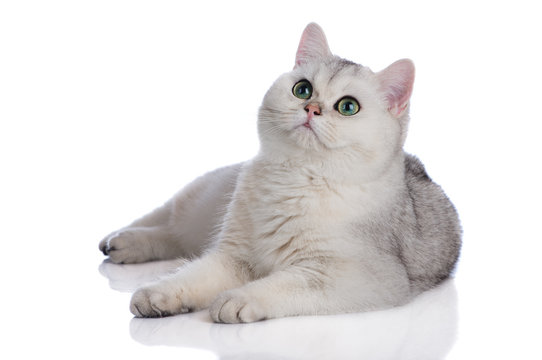 beautiful british shorthair kitten