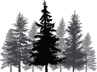 fir trees forest isolated on white