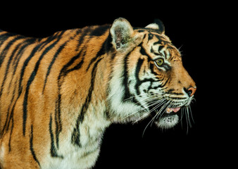 Fototapeta na wymiar majestic tiger