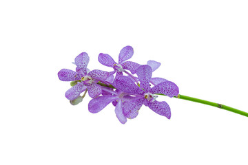 Pink mokara orchids isolated on white background
