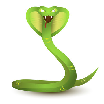 Angry cobra cartoon. Green snake