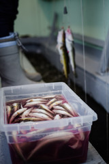 Plastic Tray full Tomcod in Bloody water.