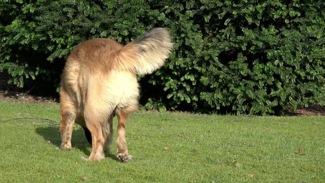 Brauner Hund sucht Leckerlie auf der Wiese
