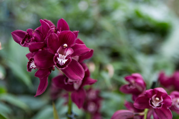 Fototapeta na wymiar Fuchsia orchid