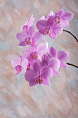 Violet orchid flower (phalaenopsis)