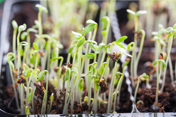 Young seedlings of cress salad in a tray.