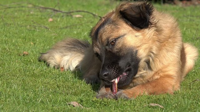Hund auf der Wiese mit Kauknochen