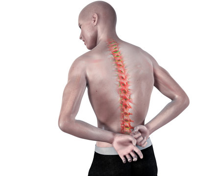 back pain anatomical vision