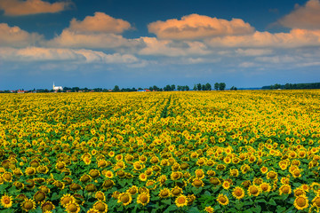 Stunning field of sunflowers and cloudy sky,Buzias,Romania