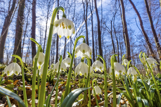 M&auml;rzenbecher im Wald
