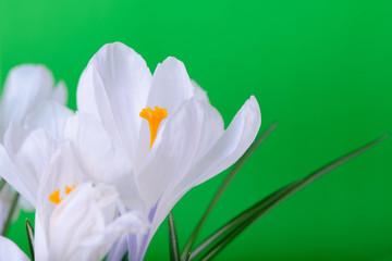 spring flowers close up