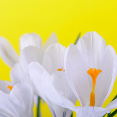 Fototapeta na wymiar spring flowers close up